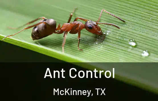  Ant Control McKinney, TX