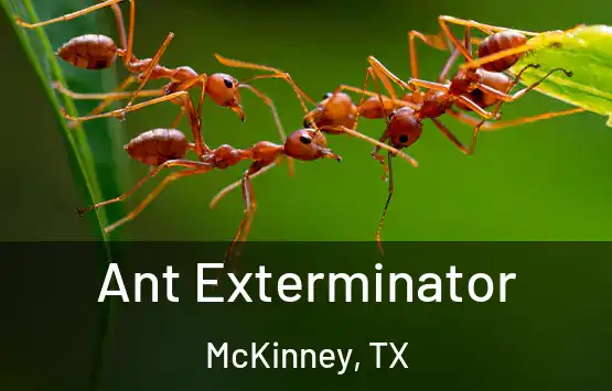  Ant Exterminator McKinney, TX