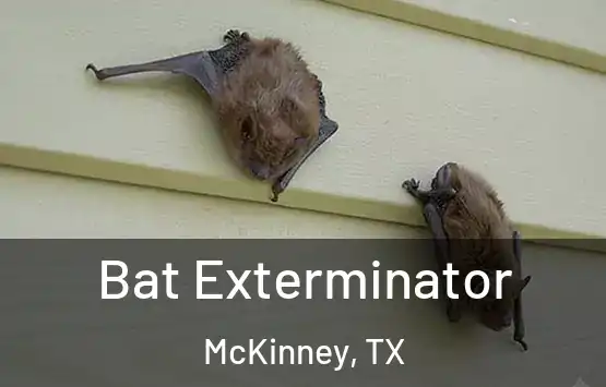  Bat Exterminator McKinney, TX