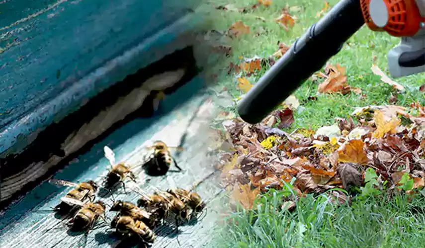 Wasps Pest Control McKinney, TX