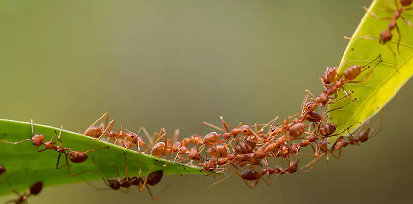 ant-control in McKinney, TX