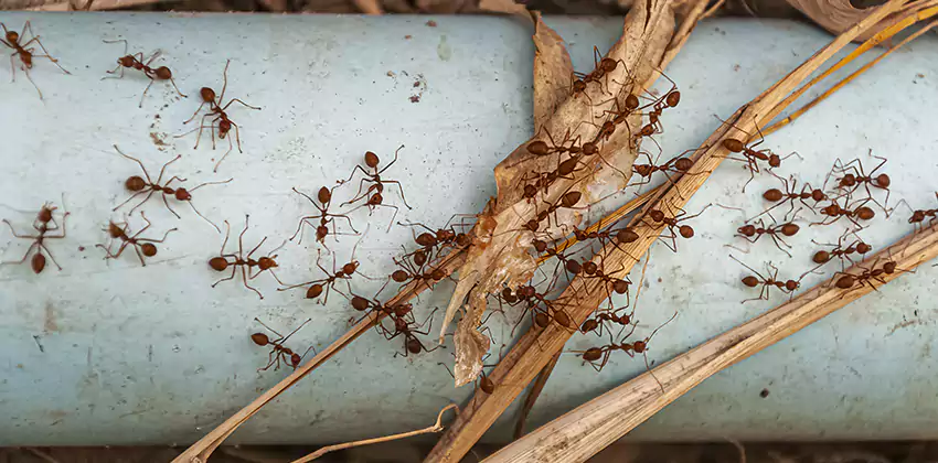 Fire Ant Extermination in Yards, Parks, and Outdoor Spaces McKinney, TX