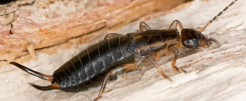 earwig-control in McKinney, TX