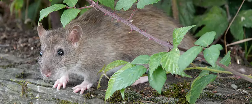 mice-control in McKinney, TX