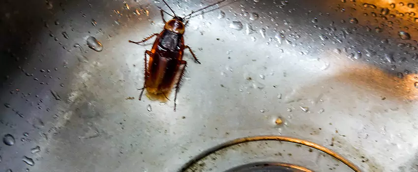 roach-control in McKinney, TX