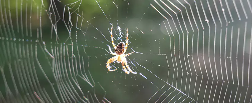 spider-pest-control in McKinney, TX
