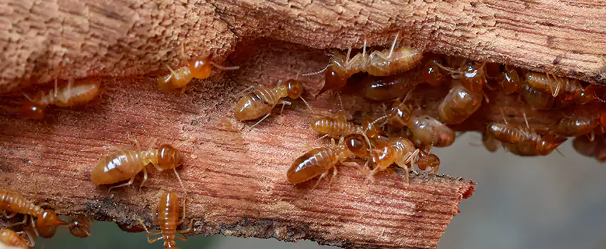 termite-treatment in McKinney, TX
