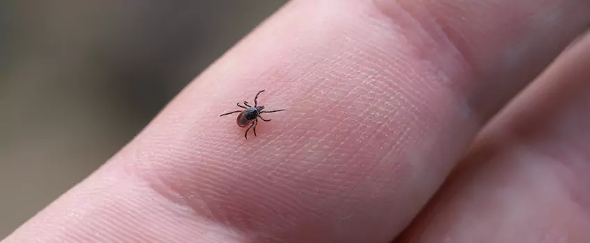 tick-control in McKinney, TX