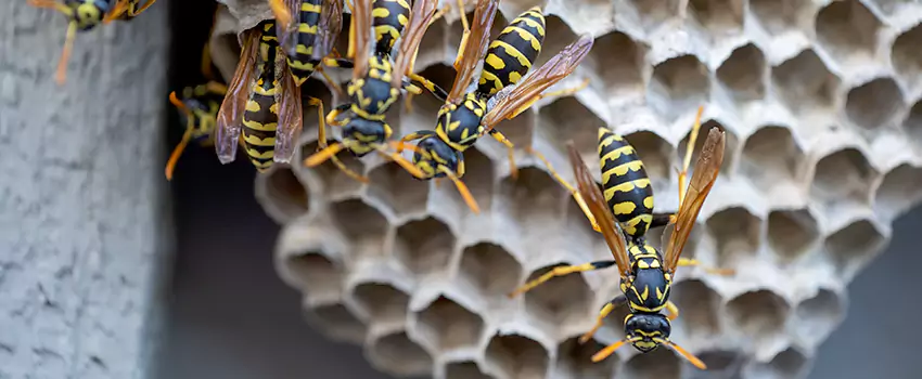 wasp-pest-control in McKinney, TX