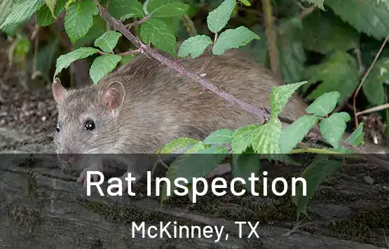  Rat Inspection McKinney, TX
