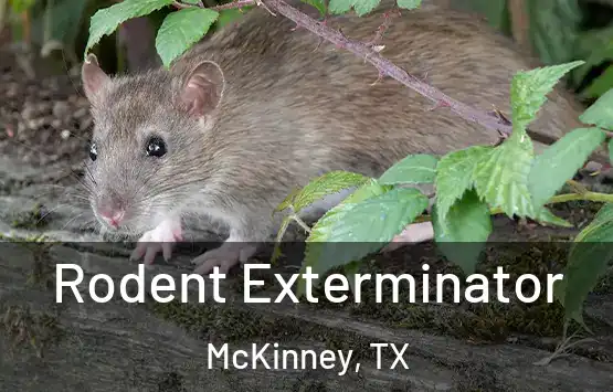  Rodent Exterminator McKinney, TX