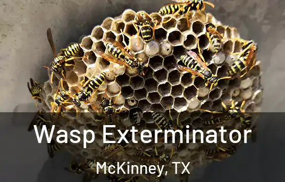  Wasp Exterminator McKinney, TX