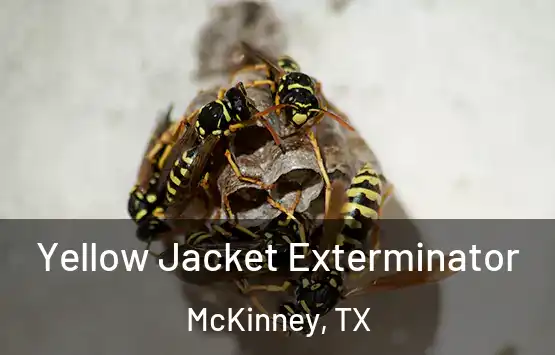  Yellow Jacket Exterminator McKinney, TX